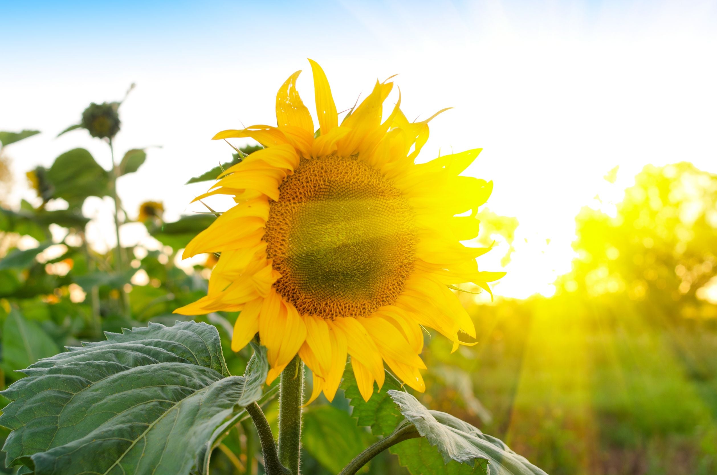 Small But Mighty: 8 Surprising Health Benefits Of Sunflower Seeds