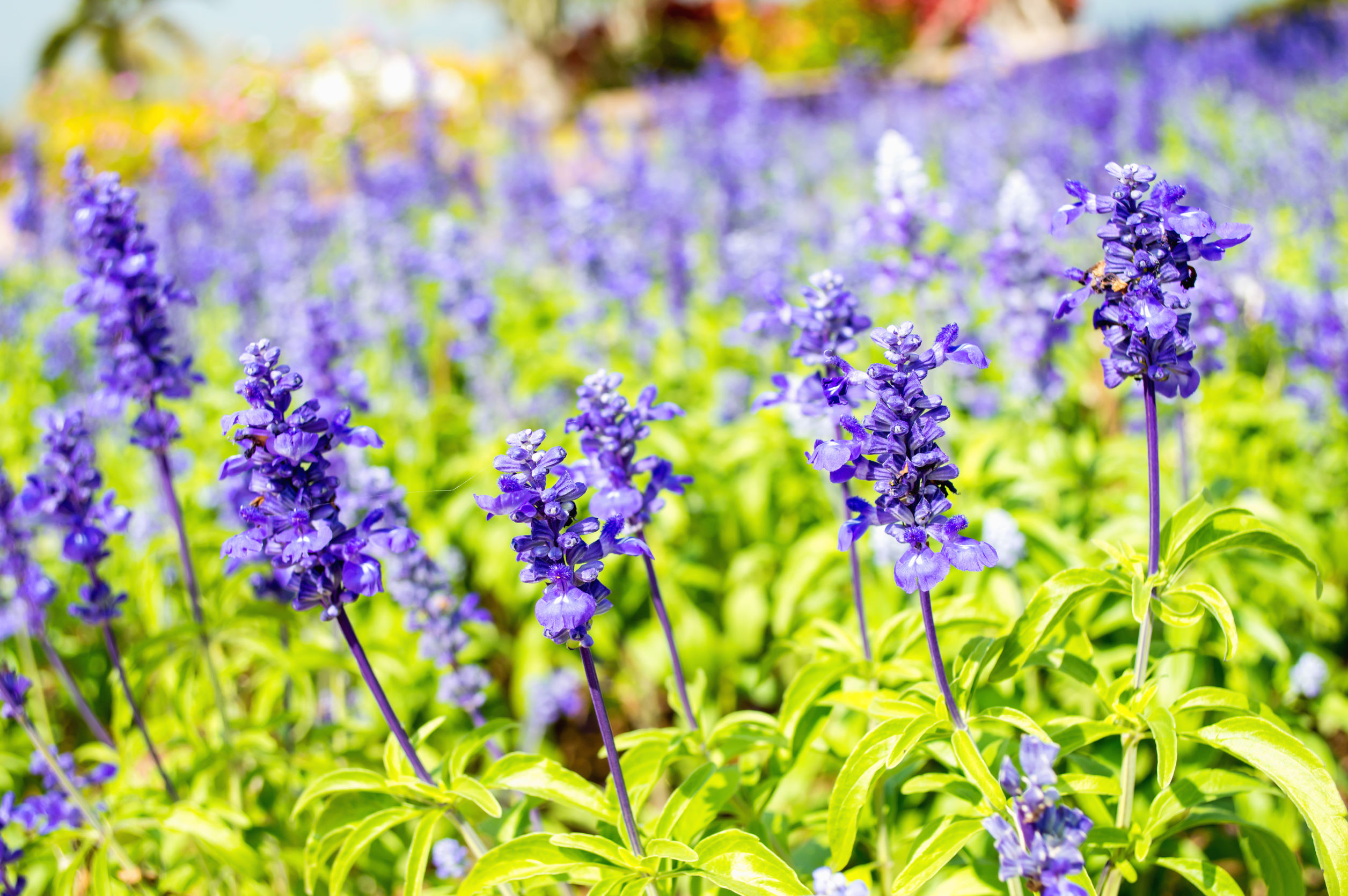 How To Use Sage For A Healthy Body and Mind