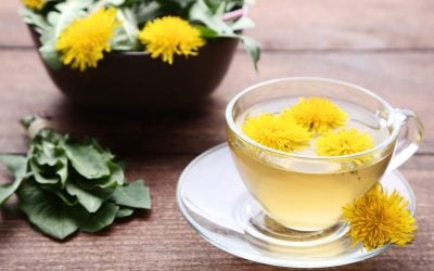 How To Make Dandelion Tea And Health Benefits Of The Dandelion Plant