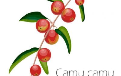 What Is Camu Camu Fruit? This Fruit From The Amazon Rainforest Has Powerful Antioxidants